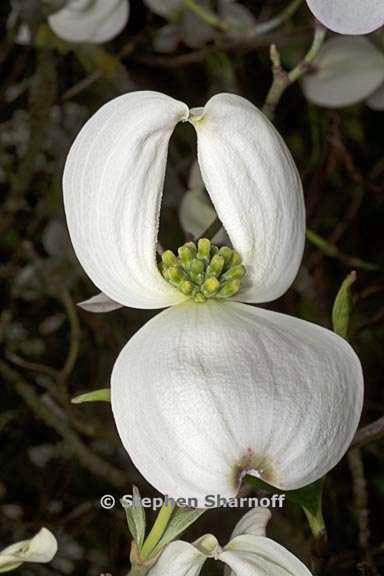 cornus florida 2 graphic